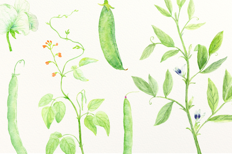 watercolor-vegetable-peas-and-beans
