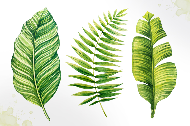 tropical-leaves-watercolor-vector