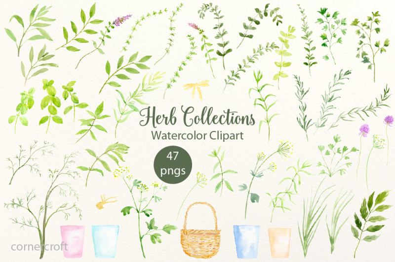 watercolor-herb-collections