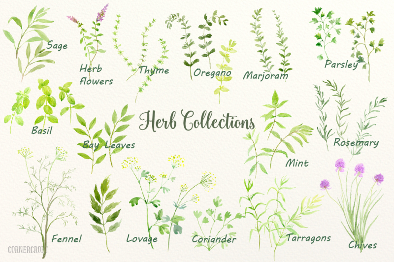 watercolor-herb-collections