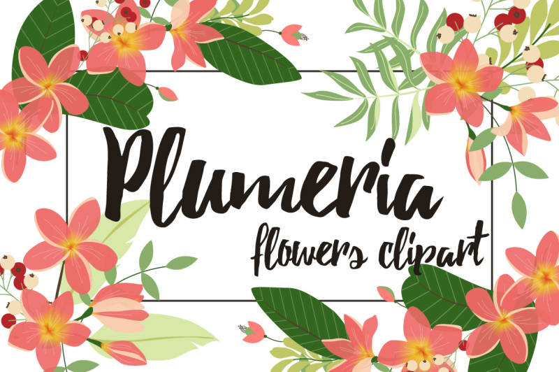 plumeria-flowers-clipart
