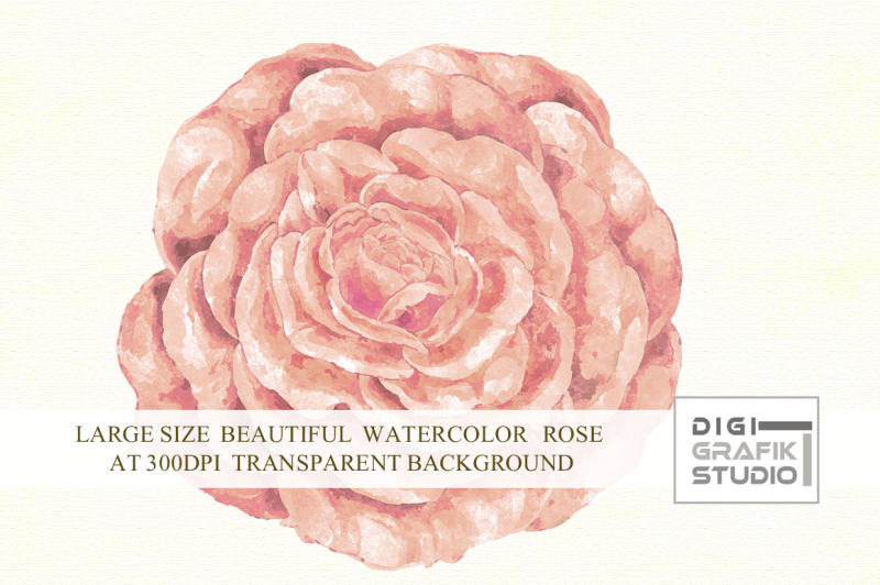 watercolor-rose-rose-clipart-rose-image-flower