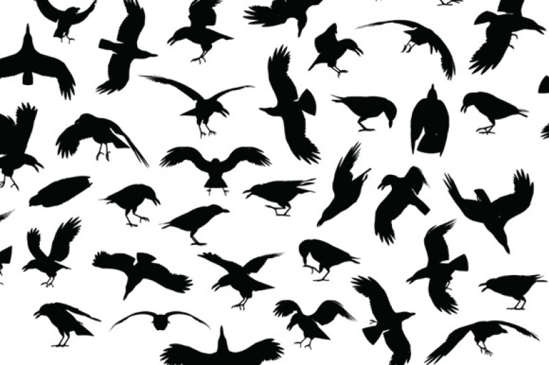 ravens-and-crows