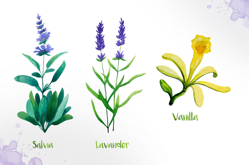 watercolor-herbs