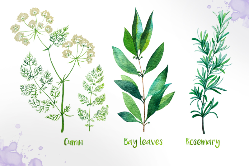 watercolor-herbs