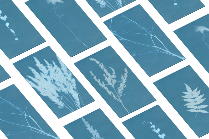 floral-cyanotype-backgrounds