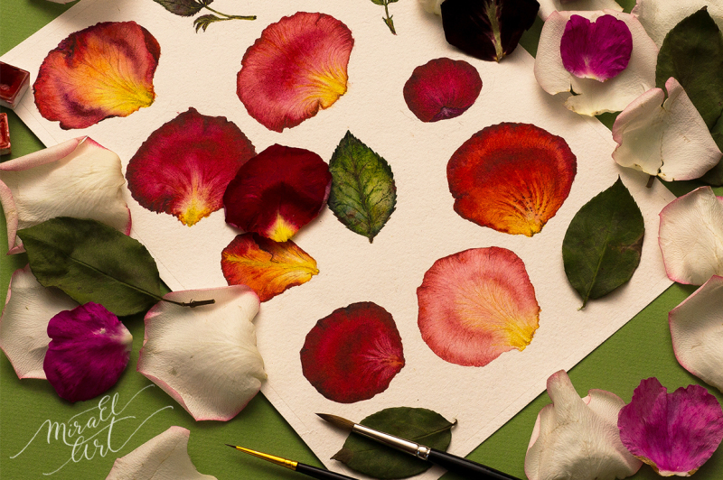 floral-watercolor-rose-petals