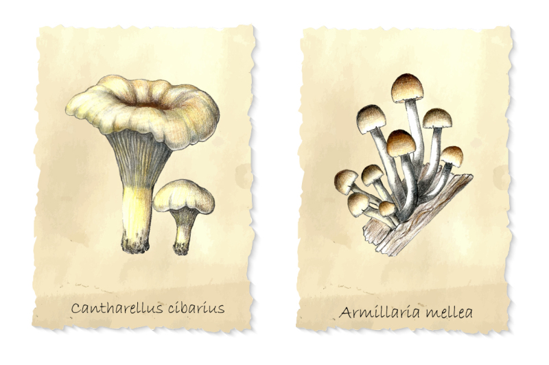 vintage-mushrooms-clip-art