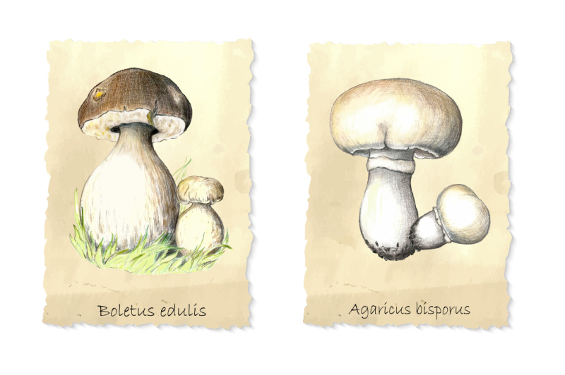 vintage-mushrooms-clip-art