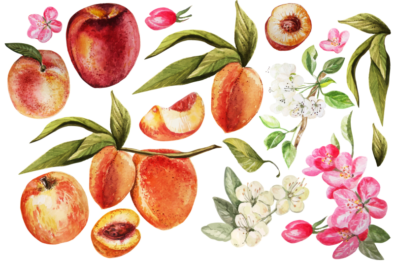hand-drawn-watercolor-peach