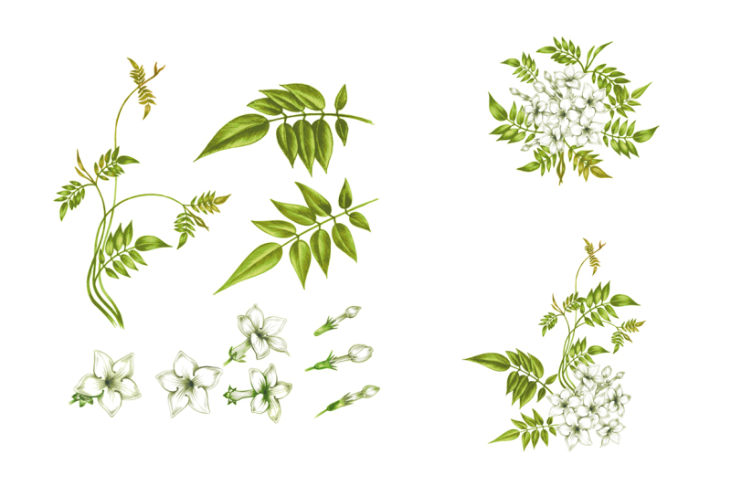 floral-patterns-jasmine