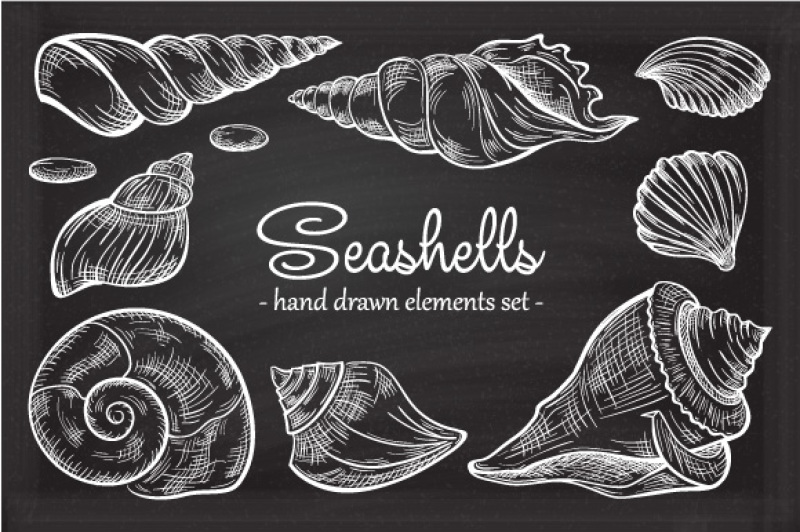 seashells-design-elements-set