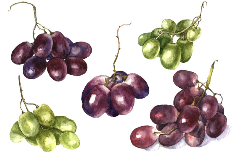 watercolor-winery-illustration