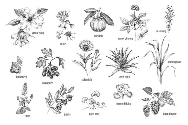 set-of-medical-plants