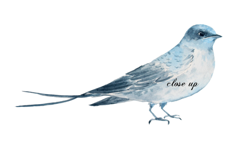 wedding-clipart-blue-peony-swallows