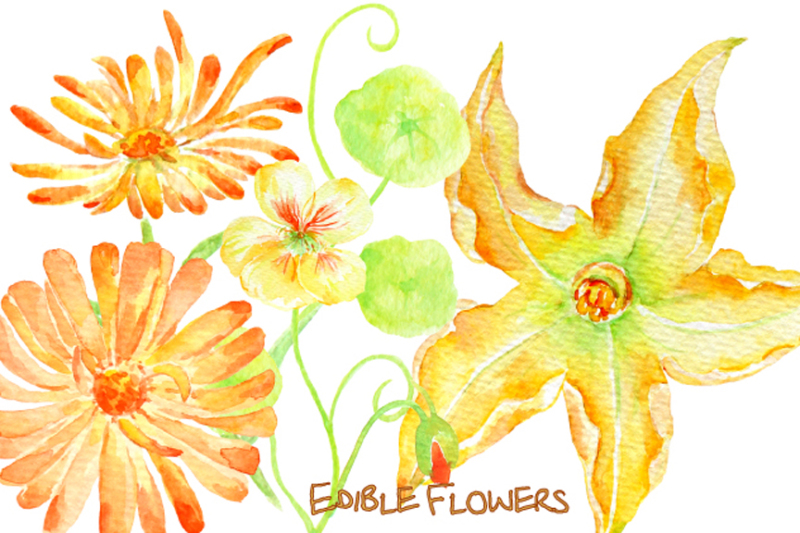 watercolor-edible-flowers-clipart