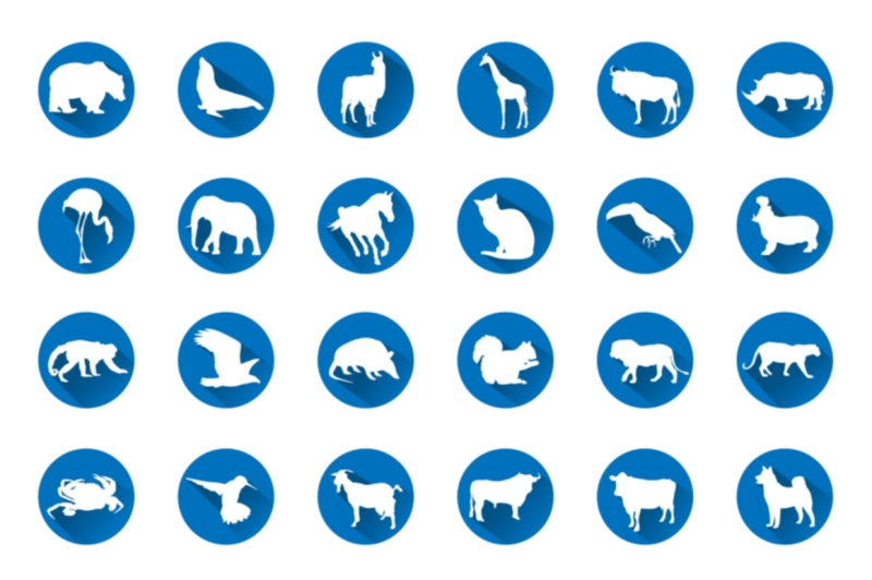 exclusive-56-different-flat-animal-silhouettes-icon-set