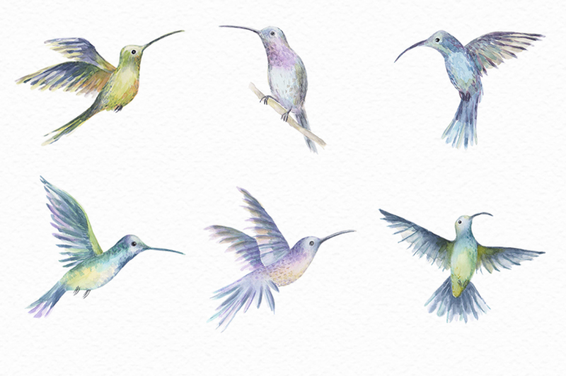 watercolor-colibri-set