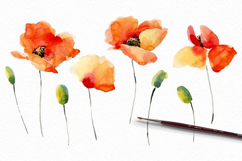 watercolor-poppies-flowers-set-bonus