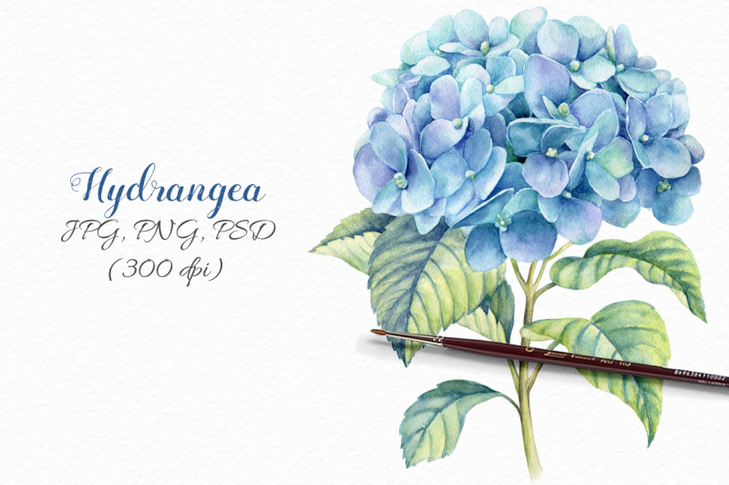 watercolor-blue-hydrangea