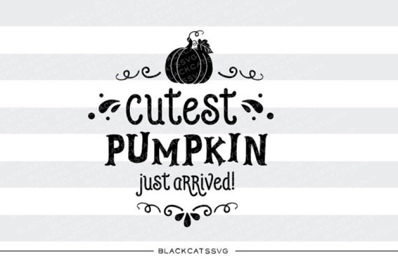 cutest-pumpkin-just-arrived-svg-file