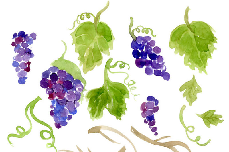 digital-clipart-vineyard-clip-art-watercolor-grapes-foliage