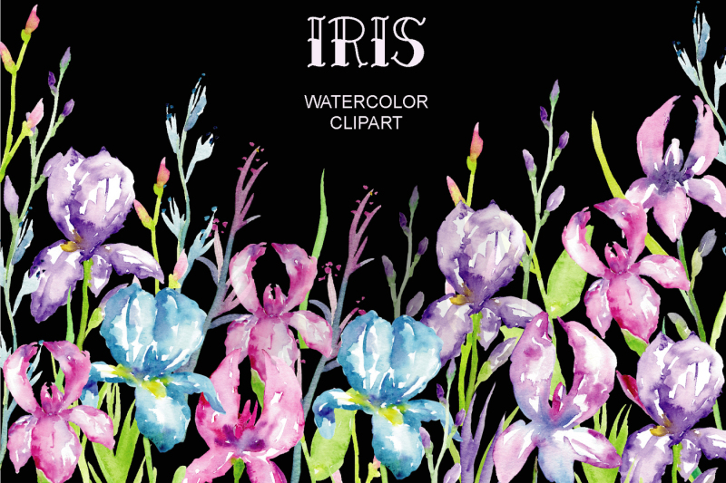 watercolor-clipart-iris