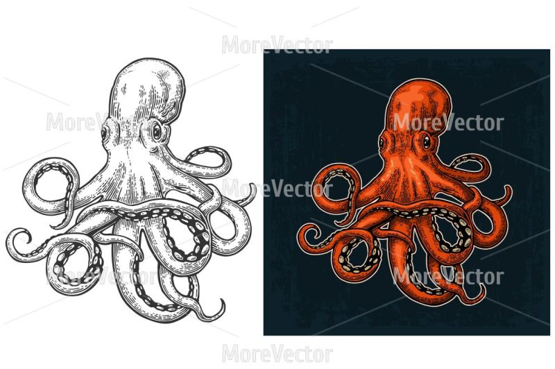 octopus-vector-color-engraving