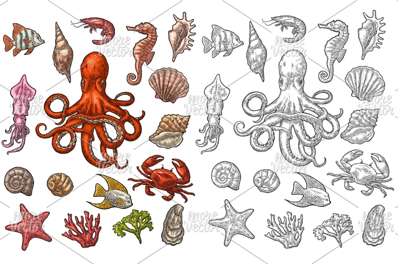 octopus-vector-color-engraving