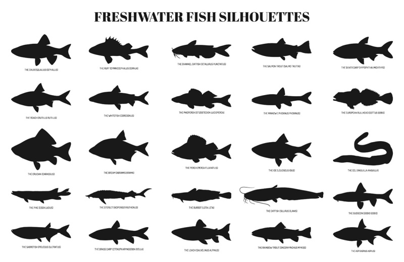 freshwater-fishes-silhouettes-nbsp-set