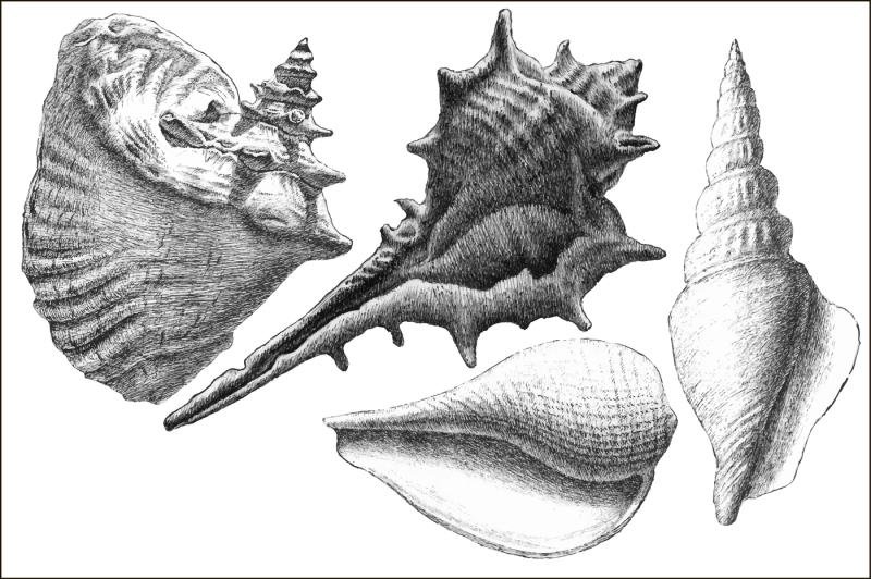 realistic-seashells-hand-drawing