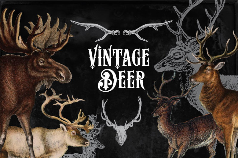 31-vintage-deer-clipart-and-brushes