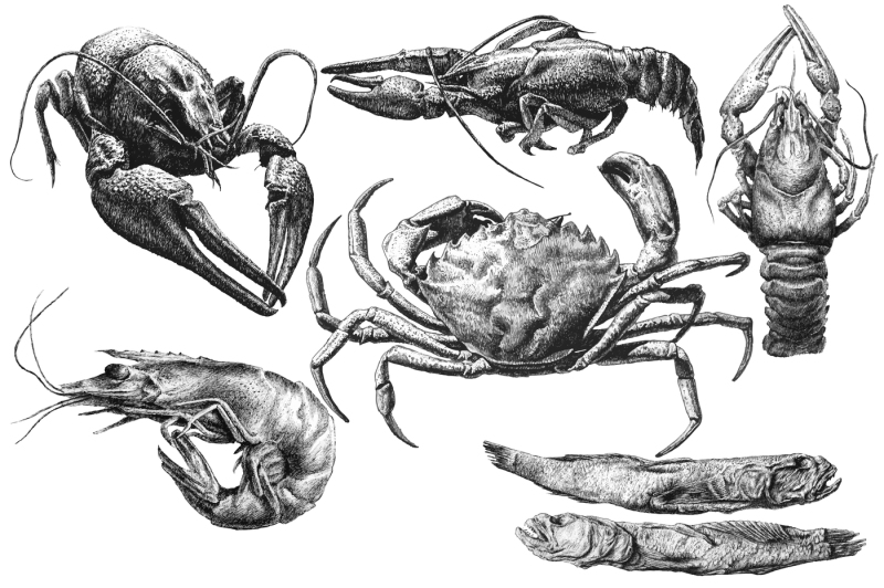 seafood-hand-drawn