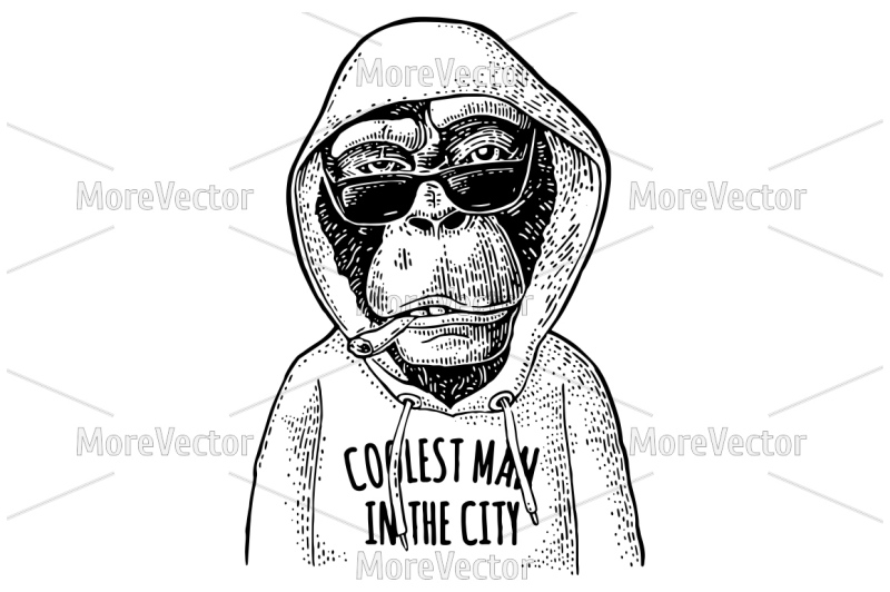 monkey-hipster-dressed-in-the-hoodie-with-lettering-coolest-man-in-the