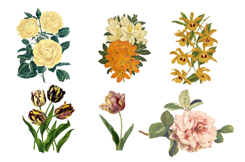 vintage-flower-illustrations-vol-1
