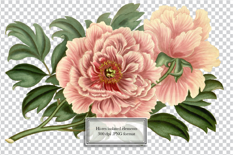 vintage-flower-illustrations-vol-1
