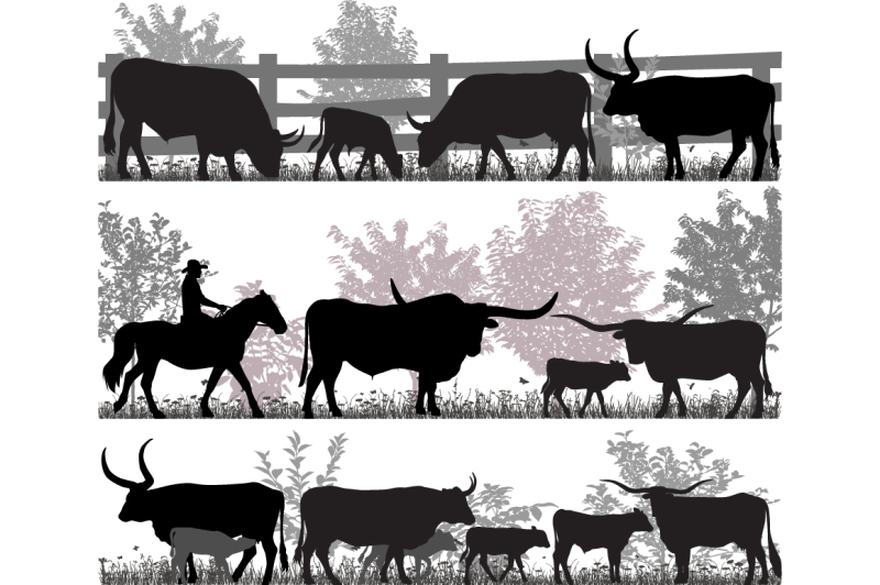 texas-longhorn-cattle
