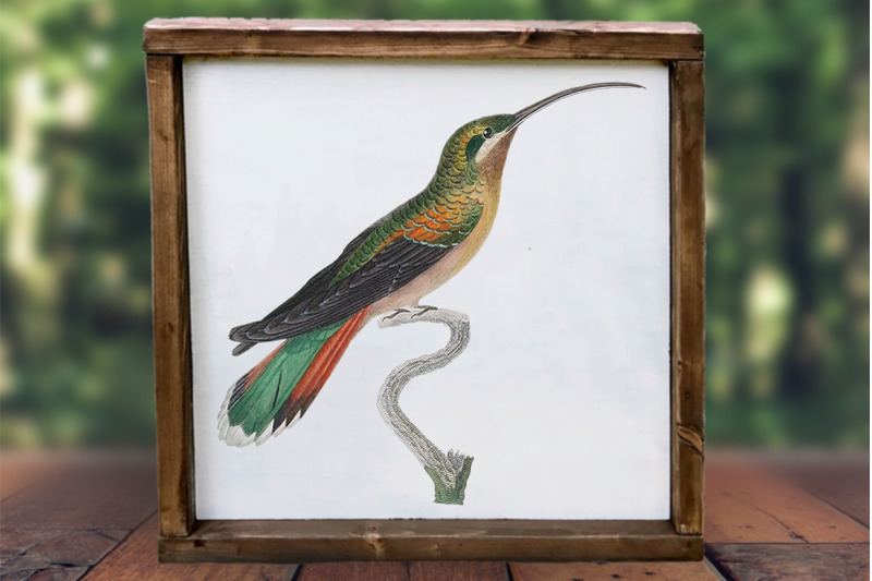 hummingbird-clipart-bundle