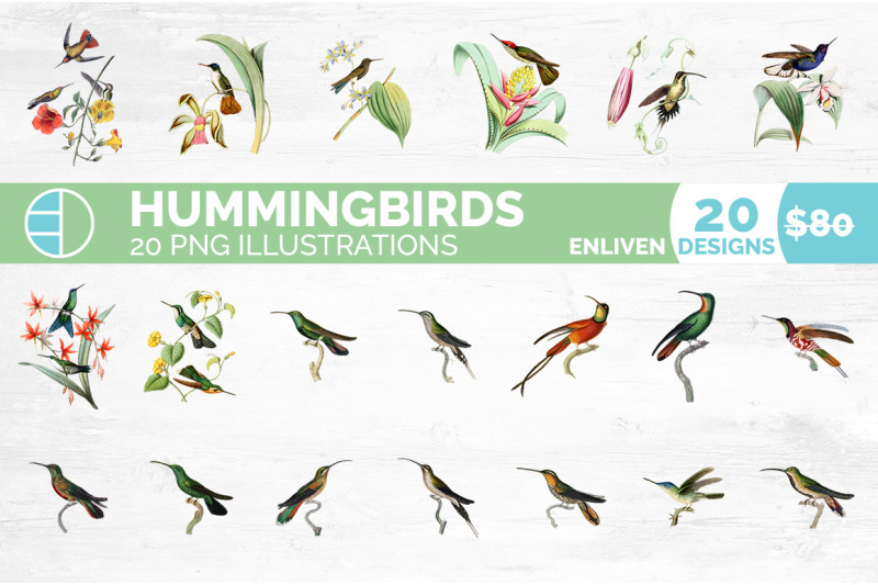 hummingbird-clipart-bundle