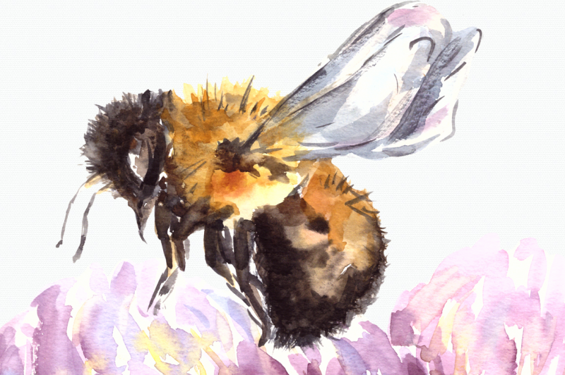 watercolor-bumblebee-and-clover-clip-art-print
