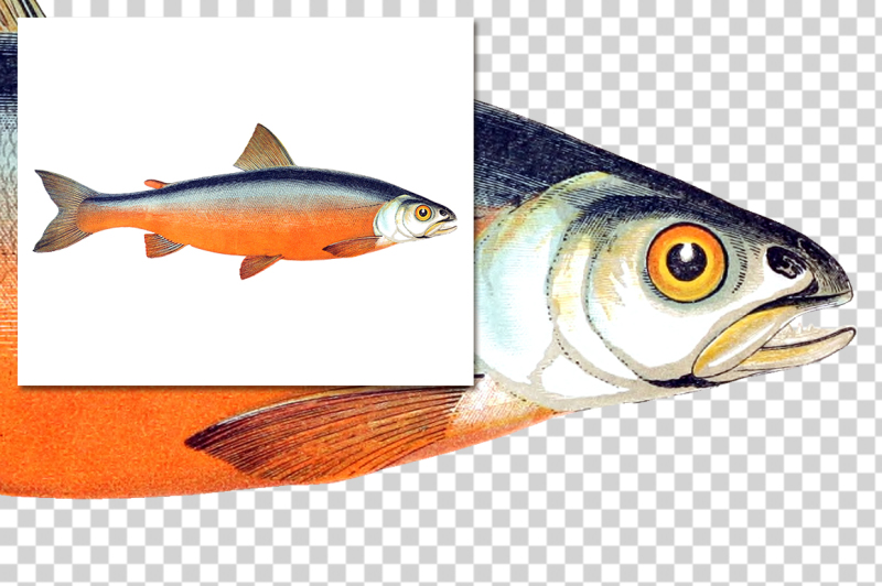 fish-clipart-bundle