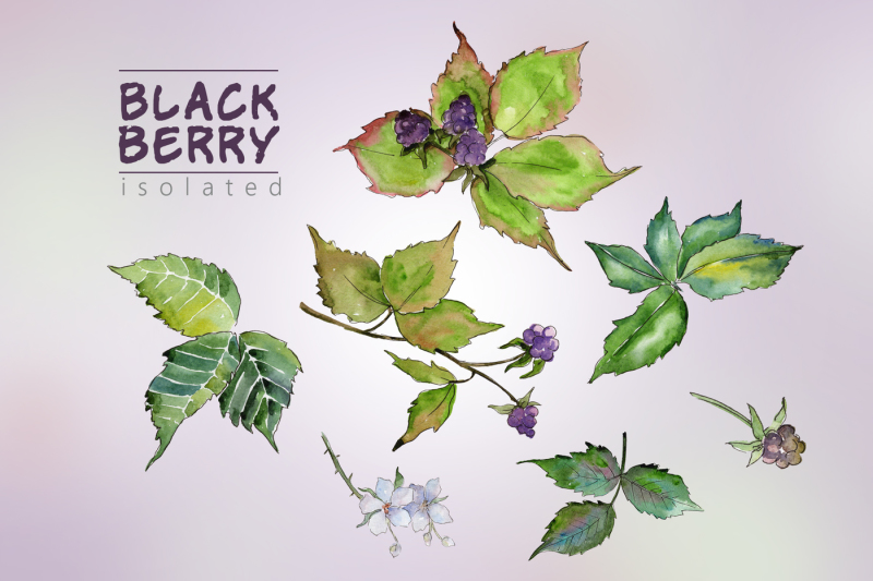 sweetly-blackberry-jpg-watercolor-set