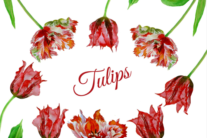 red-and-colored-tulips