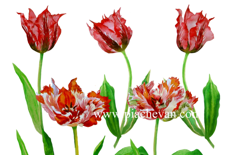 red-and-colored-tulips