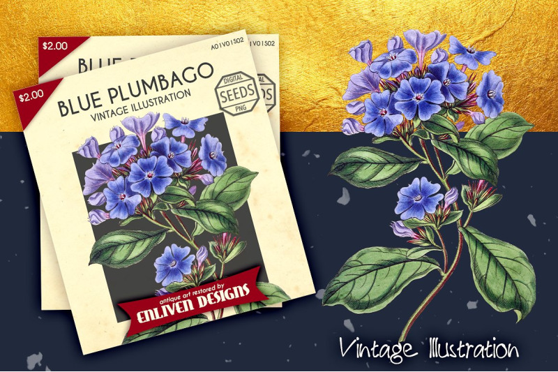 flowers-blue-plumbago-flower-clipart