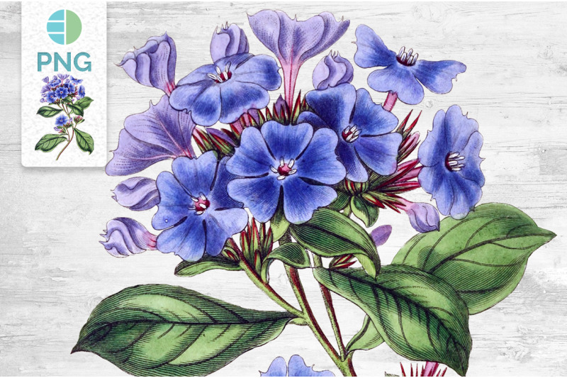 flowers-blue-plumbago-flower-clipart