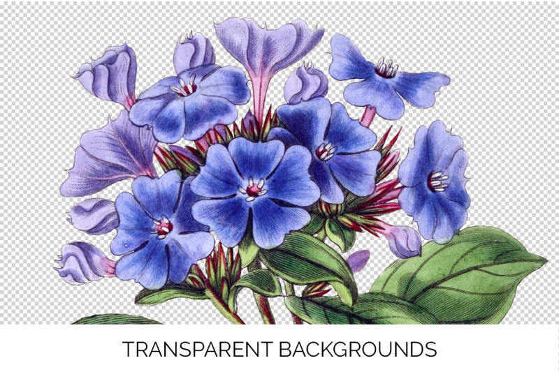 flowers-blue-plumbago-flower-clipart