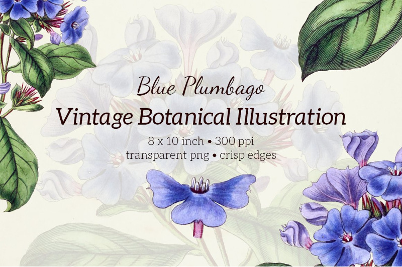 flowers-blue-plumbago-flower-clipart