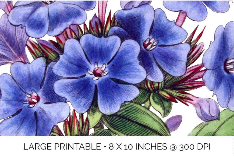 flowers-blue-plumbago-flower-clipart