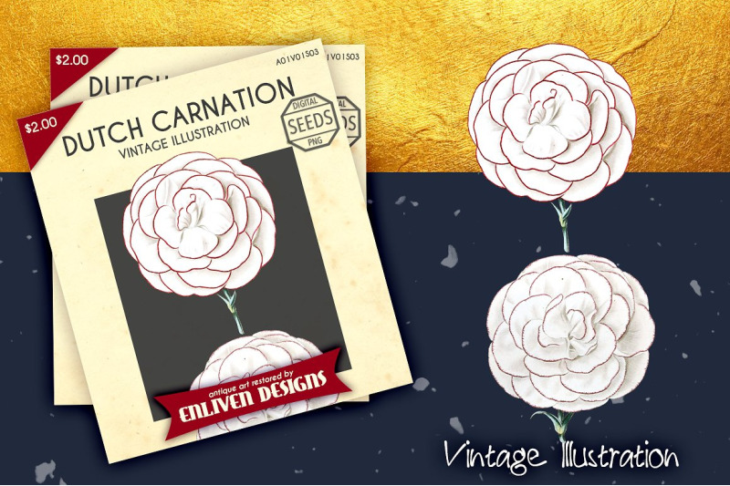 carnation-clipart-flower